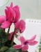 Cyclamen